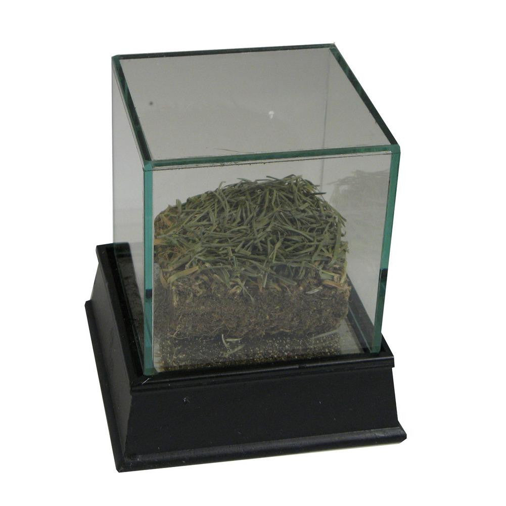 3 X 3 Inch Piece of 2004-2009 Citizens Bank Park Sod: Outfield - Philadelphia Phillies (MLB Authenticated)